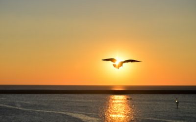 Você precisa de Regras para Ser Livre